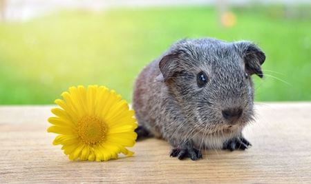 Picture for category Pets