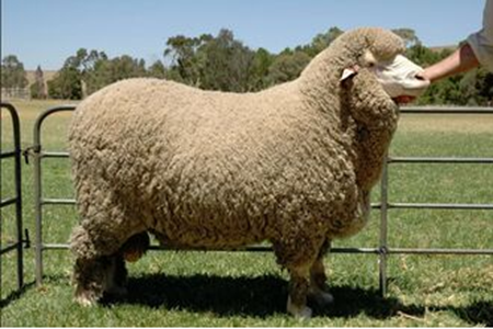 Picture for category Bloodstock - Sheep